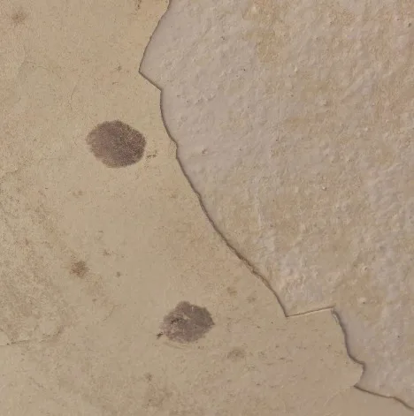 תקריב של שכבת צבע מתקלפת על טיח עם שני כתמים חומים כהים בסמוך לקו ההתקלפות - סימן לרטיבות ולחשד להתפתחות עובש בבדק בית